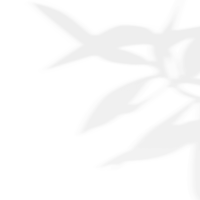 https://slubnefilmy.pl/wp-content/uploads/2020/11/shadow_leaves_03.png
